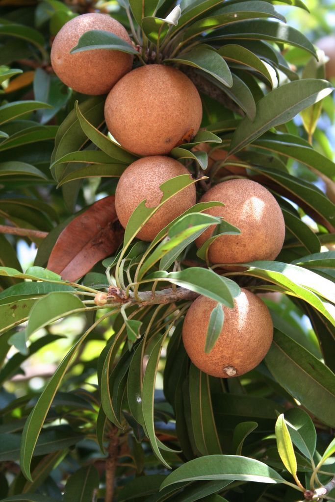 Sapota Plants — Browse 4 varieties
